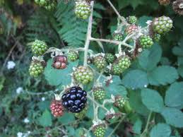 Check spelling or type a new query. Blackberries Great Eating Or A Pest Beediverse Mason Bees