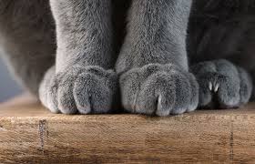 Meanwhile, vet organizations say declawing of feline forefeet should occur only after cat owners i keep scratching pads and posts throughout the house and near furniture targets. New York Is First State To Ban Cat Declawing Today S Veterinary Practice