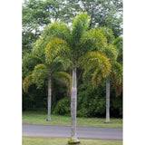 Image result for Wodyetia bifurcata