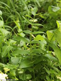 Image result for Berula erecta