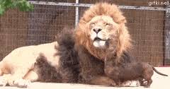 See, rate and share the best licking lips memes, gifs and funny pics. Top 30 Lion Lick Gifs Find The Best Gif On Gfycat