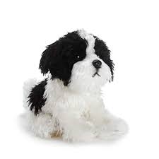 Adopt a pet at the oregon humane society in portland. Havanese Breeders In Oregon Gateway Havanese