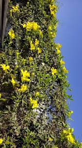 Image result for Hyparrhenia anemopaegma