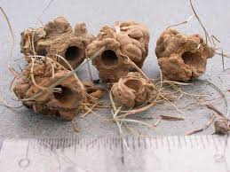 They make the turf lumpy and uneven, and the grass around the area yellows and dies. Earthworms