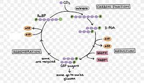 Maybe you would like to learn more about one of these? Light Dependent Reactions Image Biology Photosynthesis Calvin Cycle Png 2679x1553px Lightdependent Reactions Anoxygenic Photosynthesis Area Biology