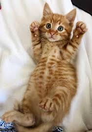 Other translation services may be used to view our site. Cat Rescue San Diego Guide At Cats Www Addlab Aalto Fi