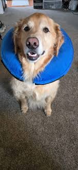 Congrats to Angie Donovan! Your photo of sweet Marshall catching some Z's  received 30 reactions making him Cover Dog of Burien this week! Everyone  keep