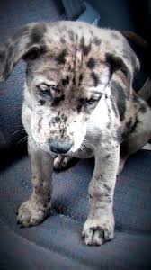 Pin By Jose Lopezcotto On Cute Animals Catahoula Leopard Puppies Catahoula Leopard Dog Leopard Dog