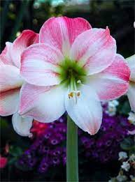 Pin On Flowers