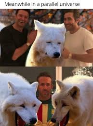 The best laughing wolves memes, funny wolves memes, three wolves memes, laughing wolfs memes, memes wolves with. These White Wolves Laughing Memes Are Taking Over 20 Pics
