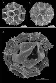 Image result for Ethulia vernonioides