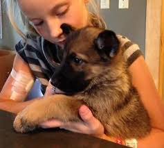 We ve organized our various priced puppies for sale into puppies under 500 and even more specifically puppies under 300. German Shepherd Puppy Pets And Animals For Sale Michigan