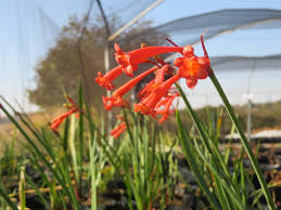 Image result for Cyrtanthus mackenii