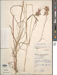 Image result for Cymbopogon pospischilii