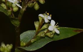 Image result for Floscopa leiothyrsa