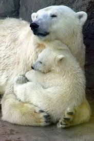 Polar Bears International