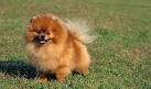 Pomeranian Puppies For Sale - AKC PuppyFinder