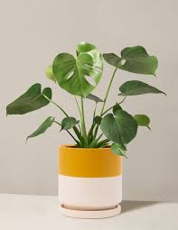 Image result for Monstera