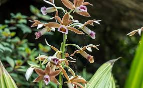 Image result for Phaius