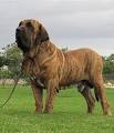 Fila Brasileiros for Sale | Dogs on Oodle Classifieds