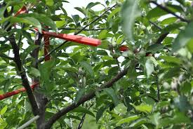 Apple tree's always have a principal branch. Fruit Tree Care Using Tree Limb Spreaders Stark Bro S