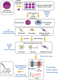 Roadmap For The Use Of Hescs In Cns Regenerative Medicine