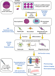 roadmap for the use of hescs in cns regenerative medicine