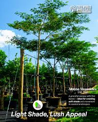 Image result for Eugenia aschersoniana