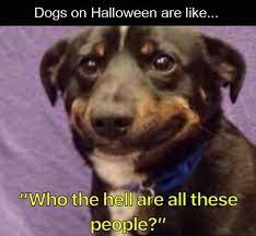 25 Pics Funny Dog Memes To Cheer You Up On A Bad Day Lovely Animals World Funny Animal Memes Funny Dog Memes Funny Animal Pictures