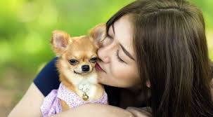 We did not find results for: Dog Grooming Perth Doggie Amour