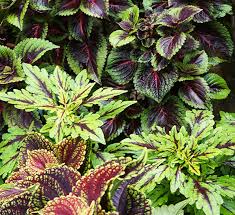 Image result for Coleus guerkei