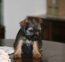 Kassiopeia 1 @ Border Terrier Liakada