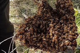 A swarm of honey bees is a large group of honey bees and their queen that has left their hive in search of a new home. Bee Swarms Everything You Need To Know 2021 Definitive Guide