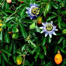 Image result for Passiflora caerulea