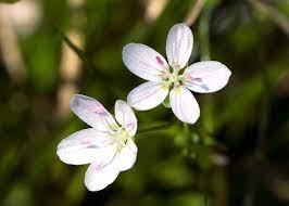 Maybe you would like to learn more about one of these? Early Spring Ephemeral Wildflowers Northern Virginia Soil And Water Conservation District
