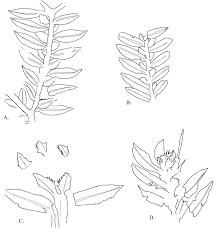 Image result for Selaginella cathedrifolia