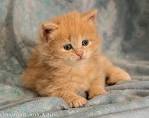 Kittens for Sale | Siberian Cats of Svetdanhaus: A breeder ...