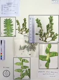 Image result for Selaginella imbricata
