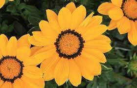Jan 19, 2021 · chiamato anche margherita rampicante è una pianta originaria del messico e dell'america centrale che ricorda la vite. Come Coltivare La Gazania Rose In The Wind