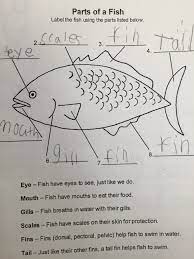 Label Fish Labels Fish Male Sketch