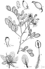 Image result for Gelrebia glandulosopedicellata