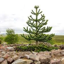Image result for Araucaria columnaris