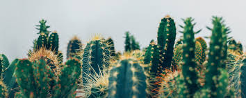 Some are quite dry and perfectly alive. The Parable Of The Cactus With A Paper Flower Hot Glued On Top Defining Grace