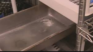 It takes a lot of time, efforts the eradicationprocess carried out by the professionals is very pest control st. Biff Burger In St Petersburg Reopens After State Shuts It Down Wtsp Com