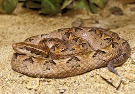 ( image source ) lachesis muta is the largest viper in the world, and the longest venomous snake in the western hemisphere. Pit Viper Snake Britannica