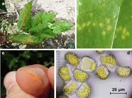 Search the world's information, including webpages, images, videos and more. The Coffee Rust Crises In Colombia And Central America 2008 2013 Impacts Plausible Causes And Proposed Solutions Springerlink