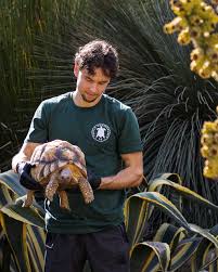 Image result for Tolpis capensis