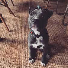 Little American Staffy Named Gus Amstaff Bully Americanstafford Puppy Puppylove Cute Pitbulls Hundar Djur