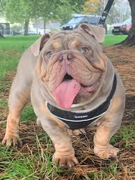 Explore 800 listings for lilac bulldogs for sale at best prices. Fully Suited Lilac And Tan English Bulldog Uk Pets