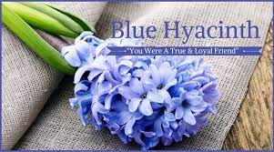 Check spelling or type a new query. Funeral Flowers And Their Meanings The Ultimate Guide Flower Meanings Funeral Flower Arrangements Funeral Flowers